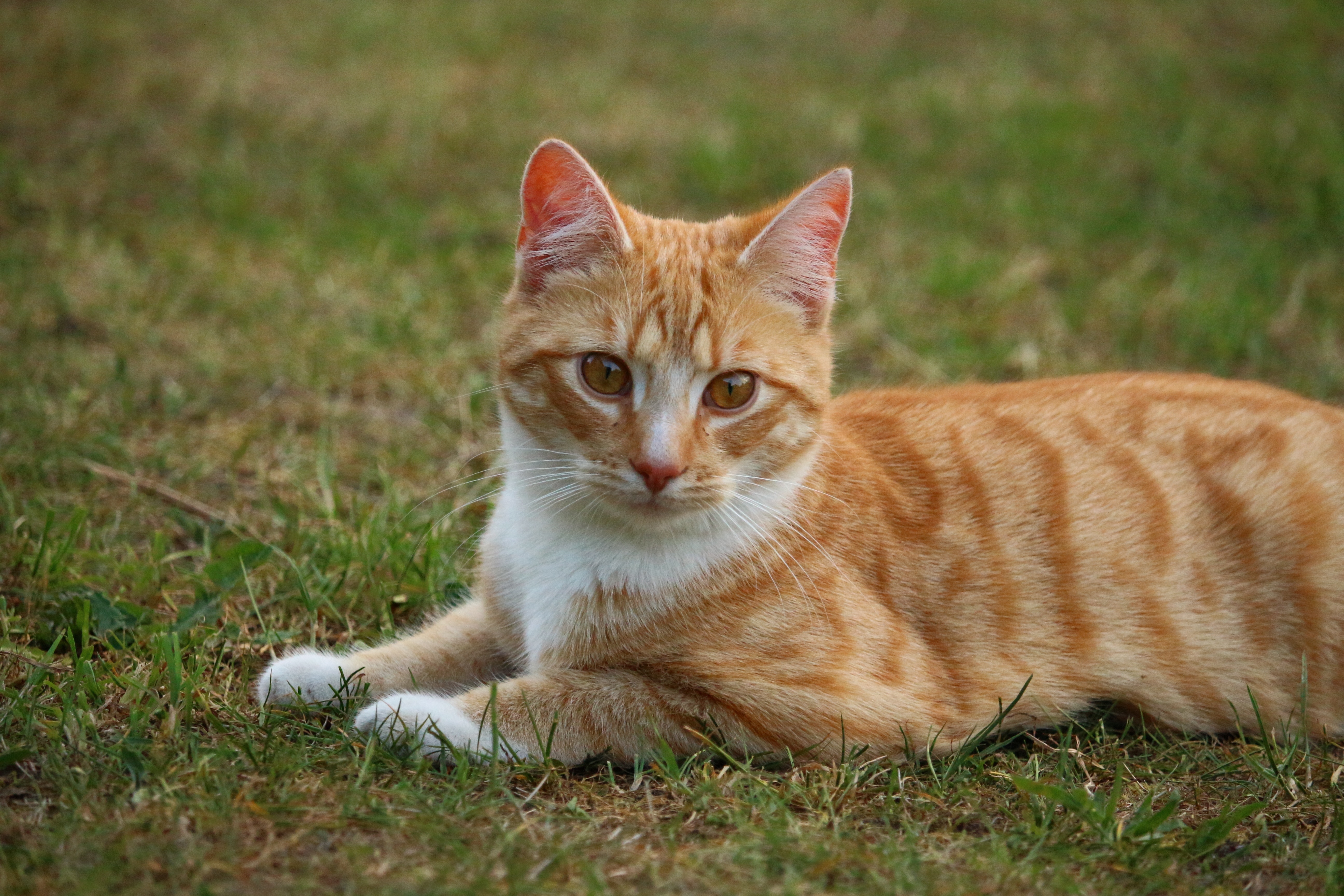 Рыжая полосатая кошка. Европейская короткошерстная табби рыжий. Бенгальская короткошерстная кошка рыжая. Макрелевый табби рыжий. Европейская короткошерстная кошка рыжая.