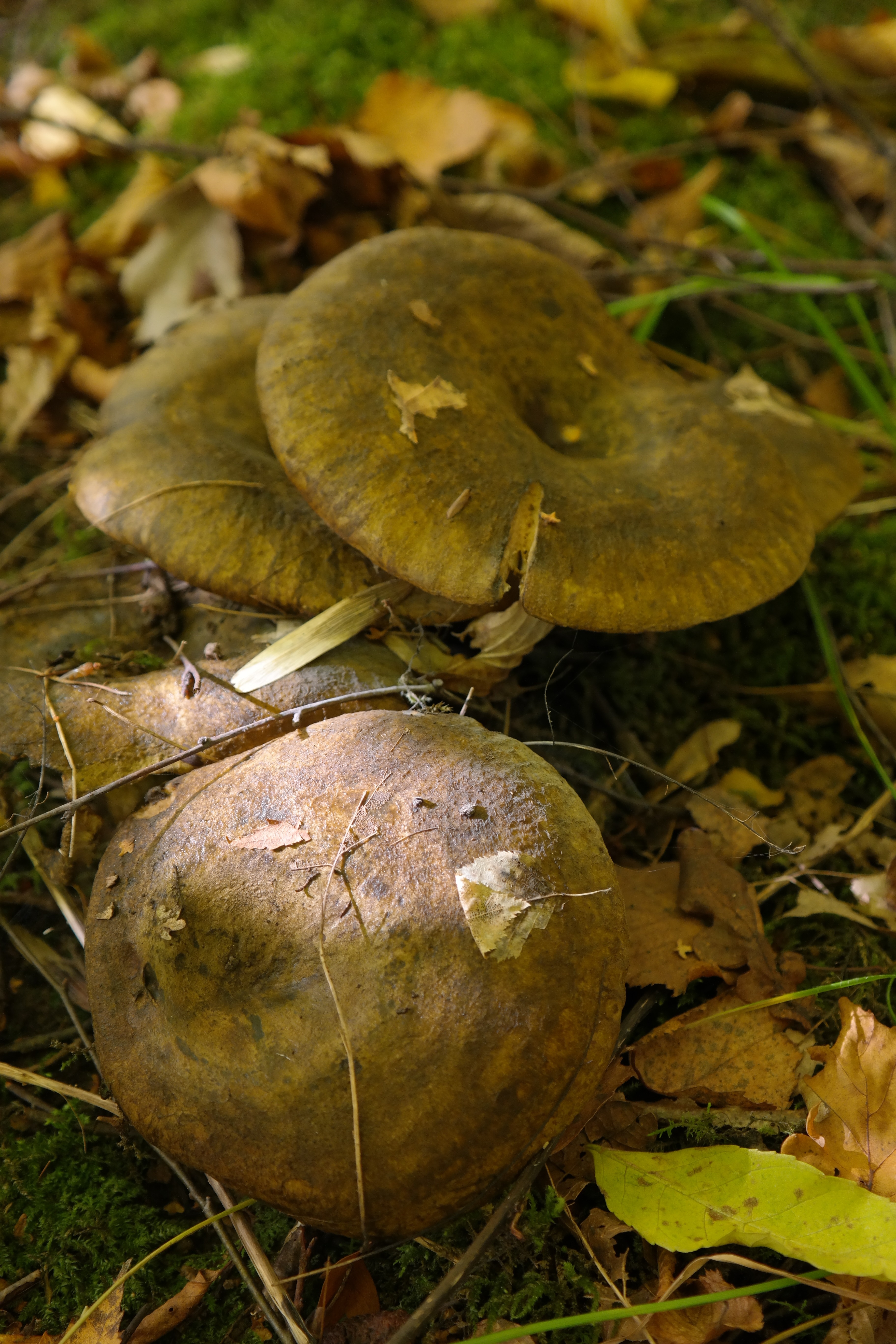 group of mushroom