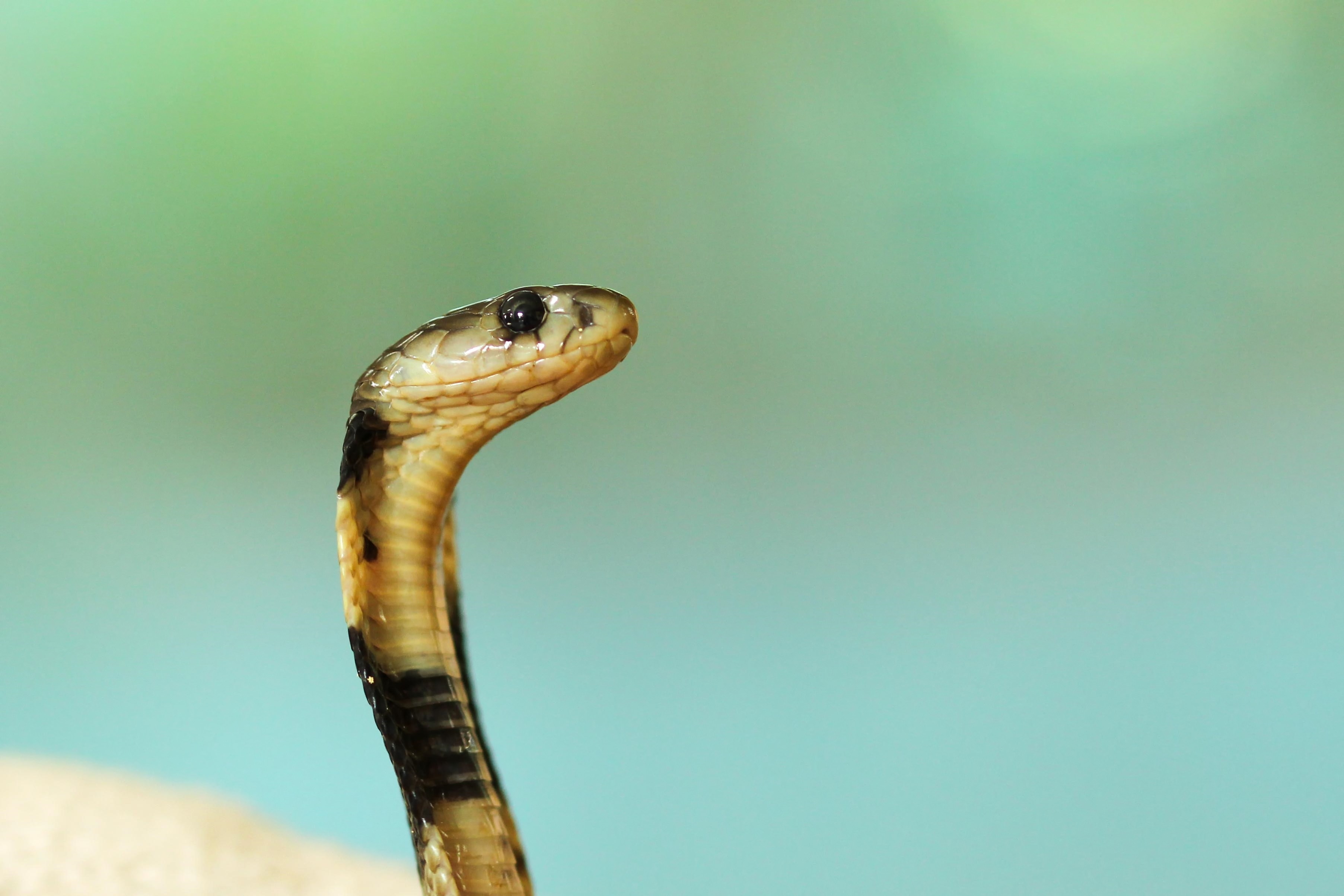 selective focus of yellow cobra