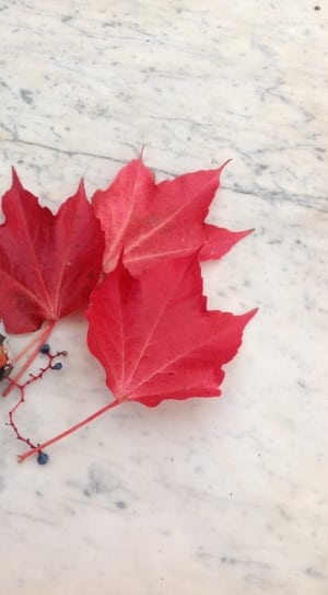 3 red autumn leaves thumbnail