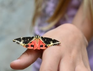 anna tiger moth thumbnail