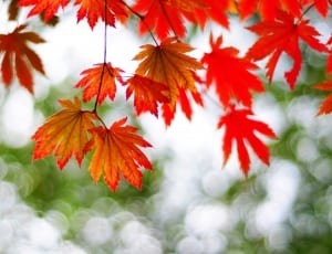 red and orange leaves thumbnail