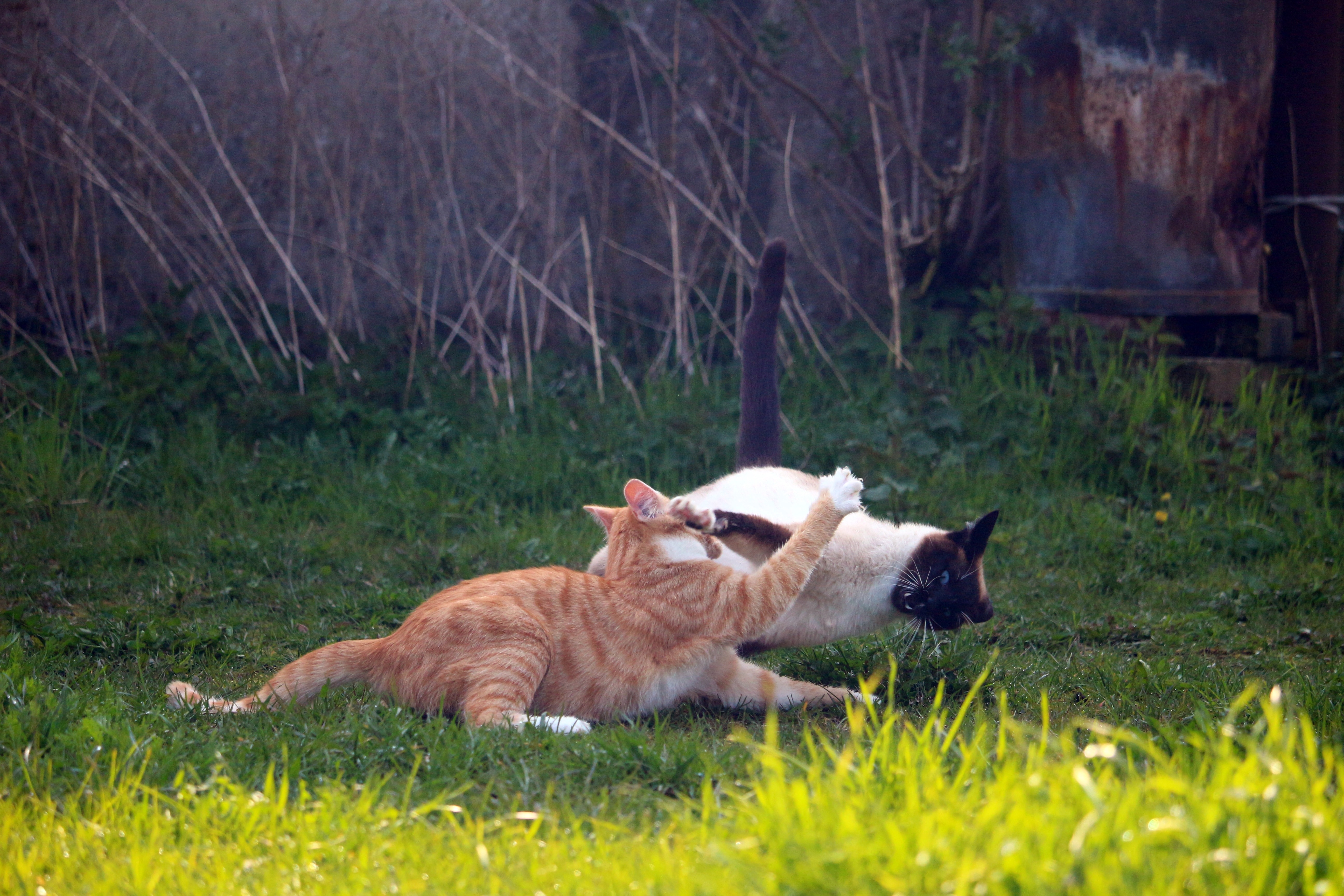 siamese and orange tabby cat