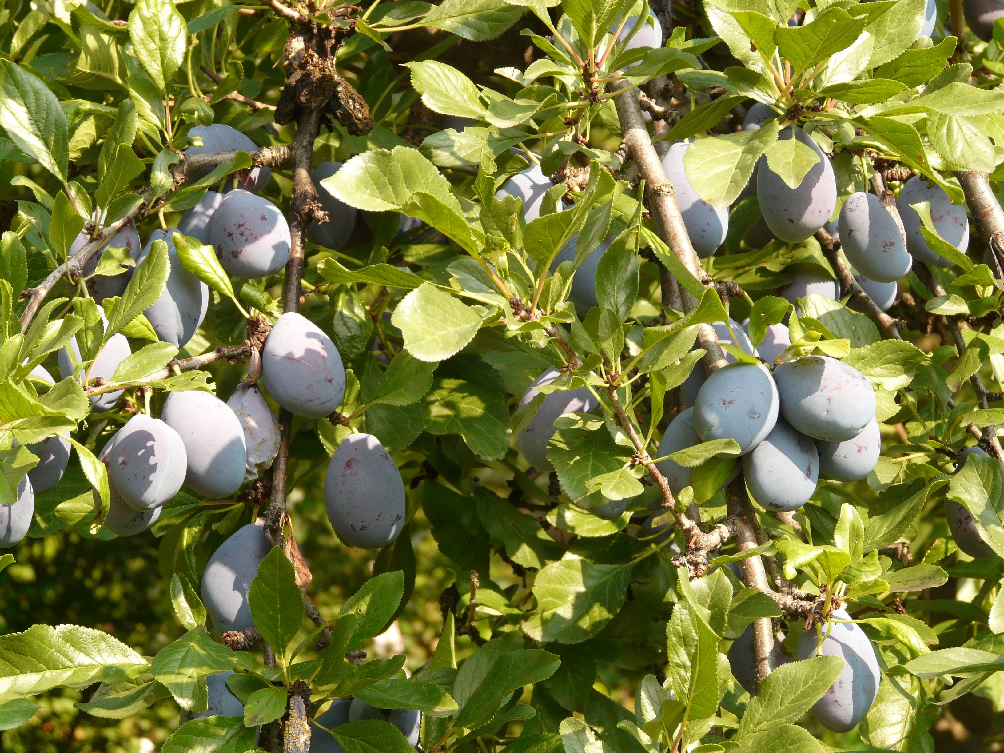 gray oval fruit