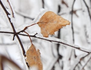 withered leaf filed with snow thumbnail