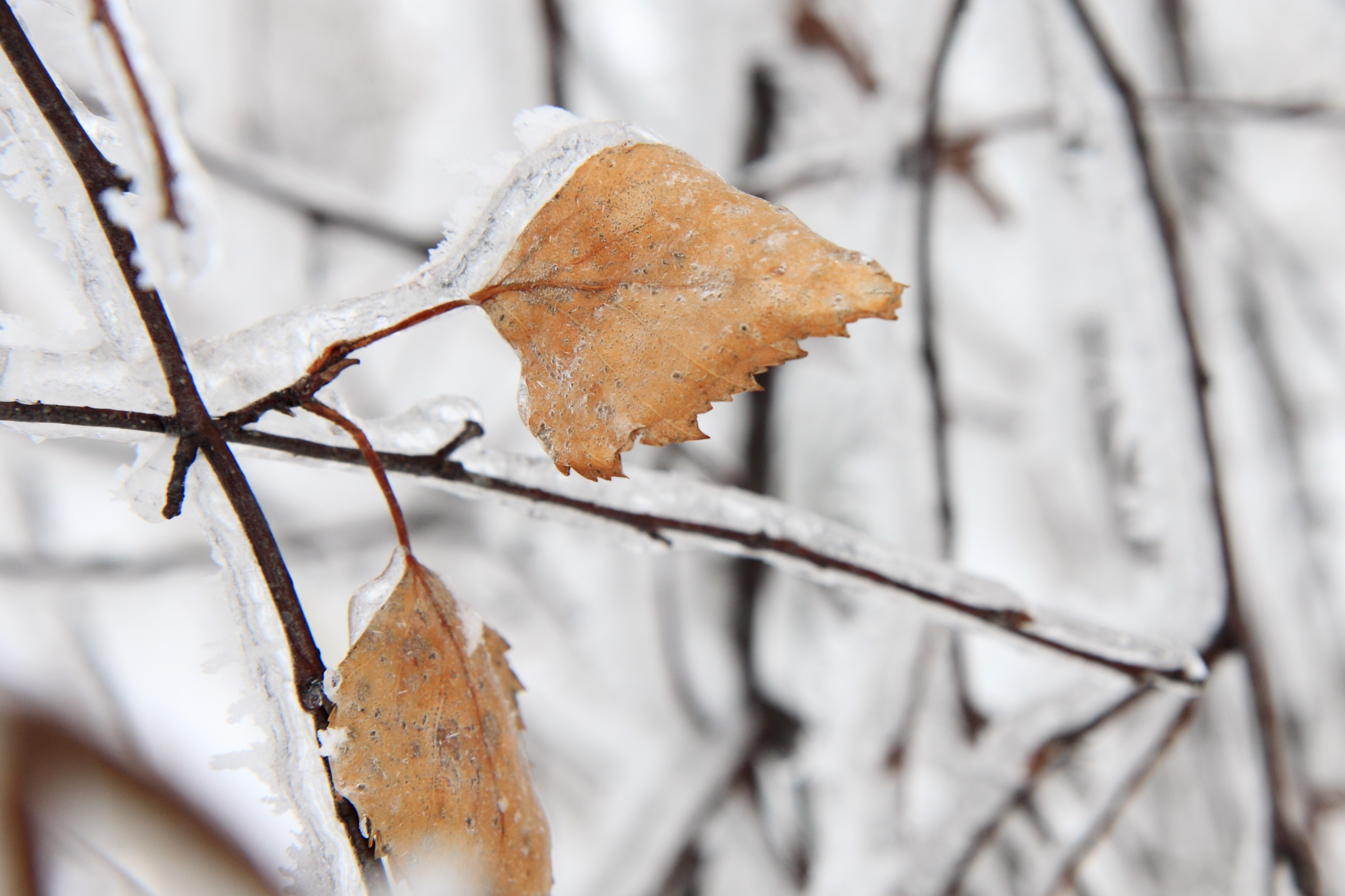 withered leaf filed with snow