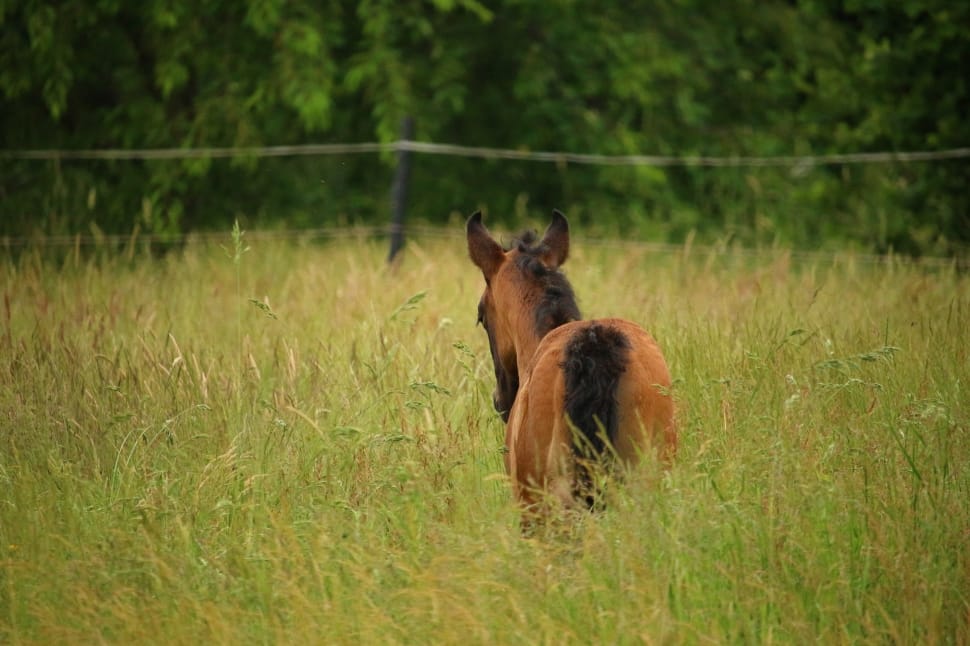 brown foal preview