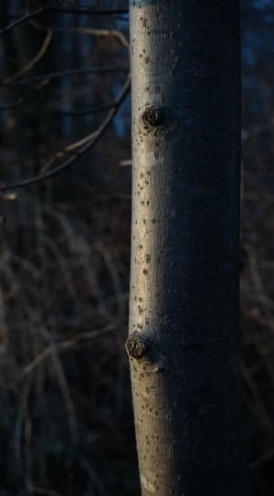 grey tree branch thumbnail