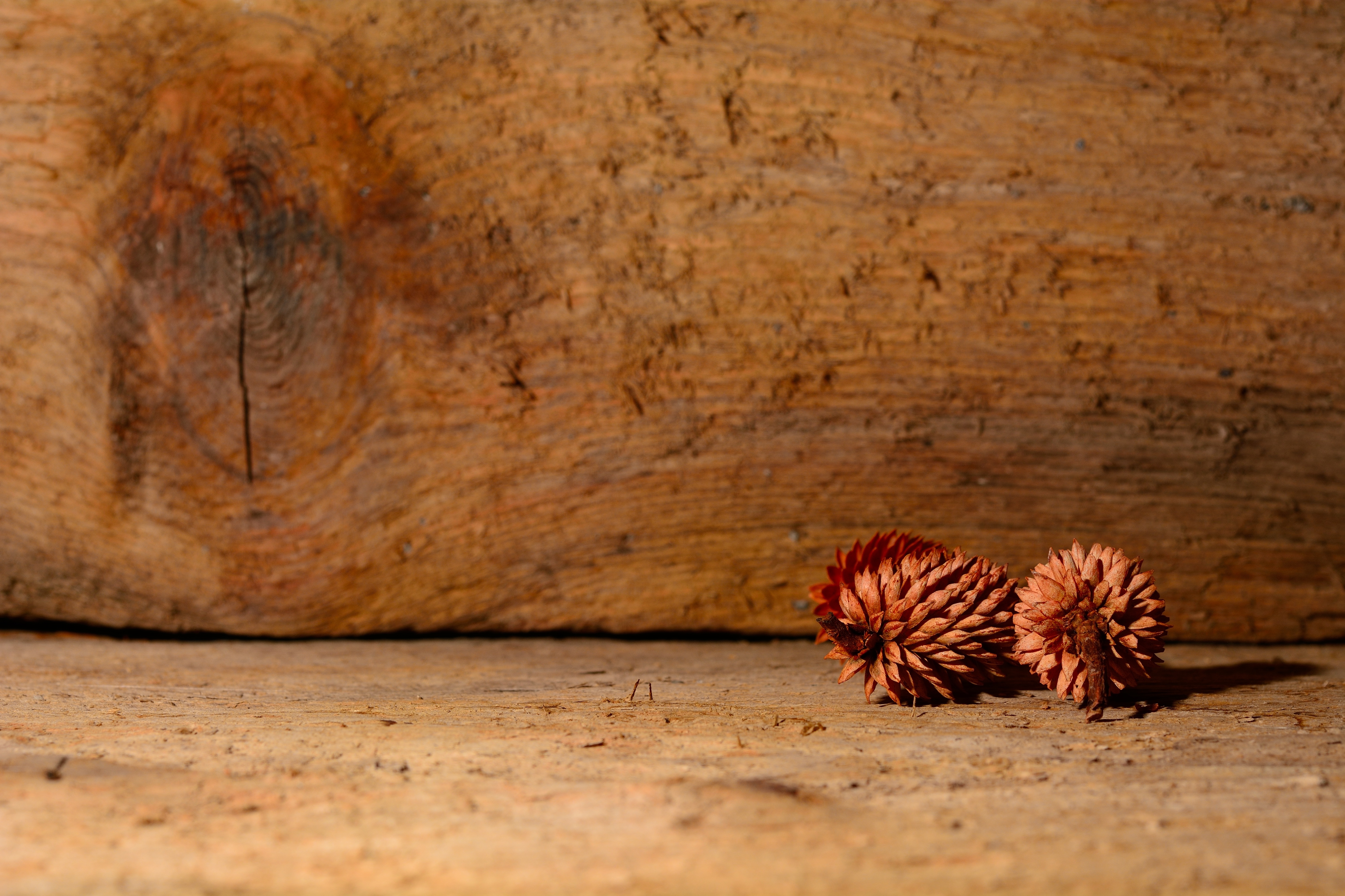 2 brown pine cones
