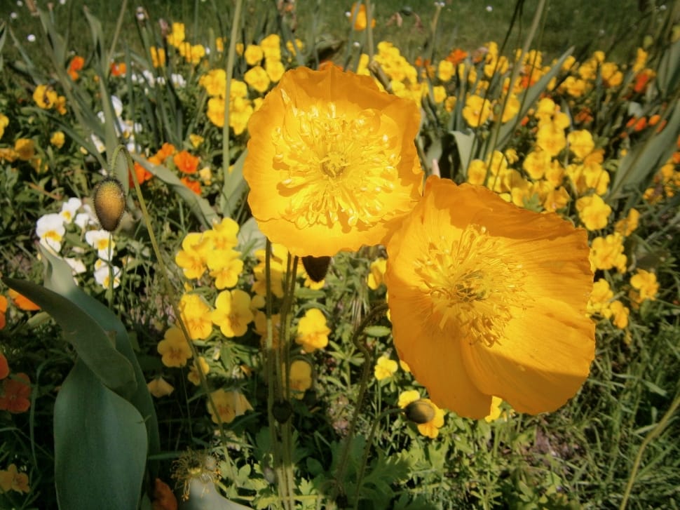 yellow poppy flowers blooming at daytime preview