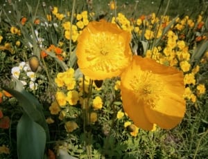 yellow poppy flowers blooming at daytime thumbnail