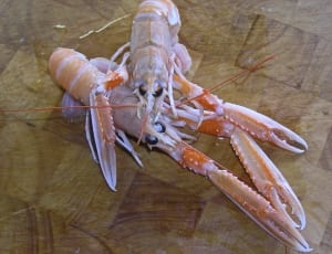 yellow and white lobster thumbnail