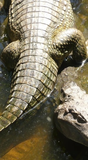 brown alligator thumbnail