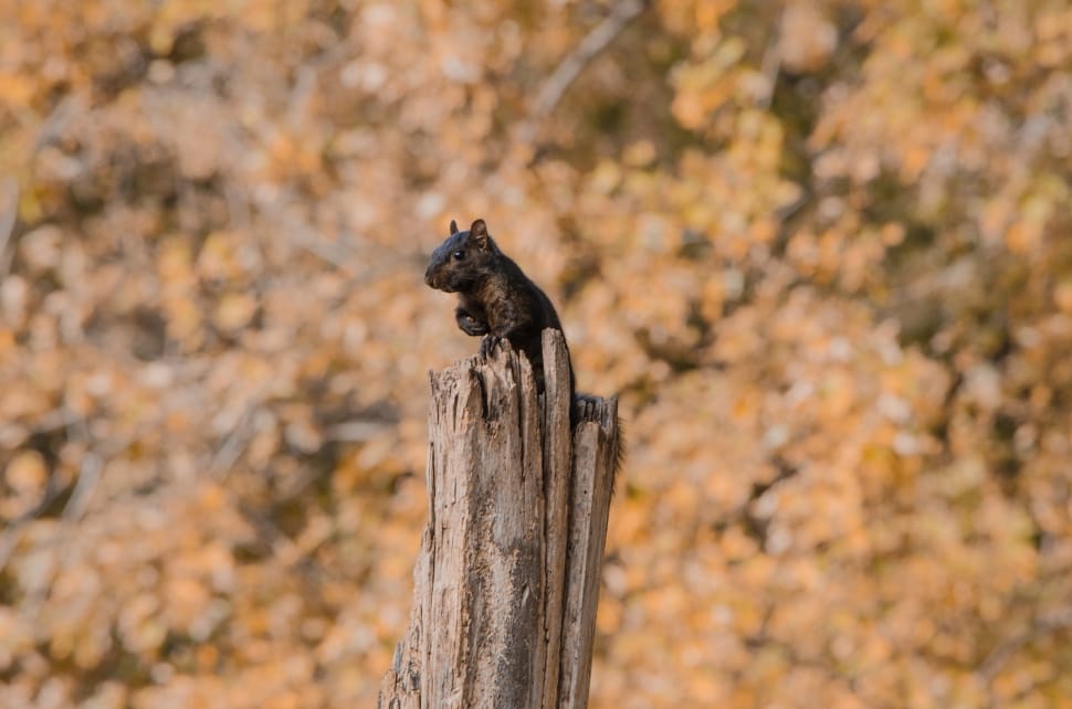black squirrel preview