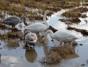 5 white and gray swan thumbnail