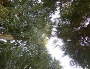 low angle photography of green leaf trees thumbnail