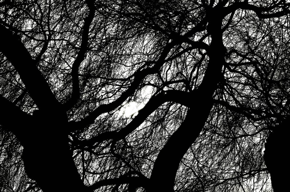 silhouette of tree preview