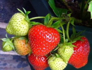 green and red strawberry thumbnail