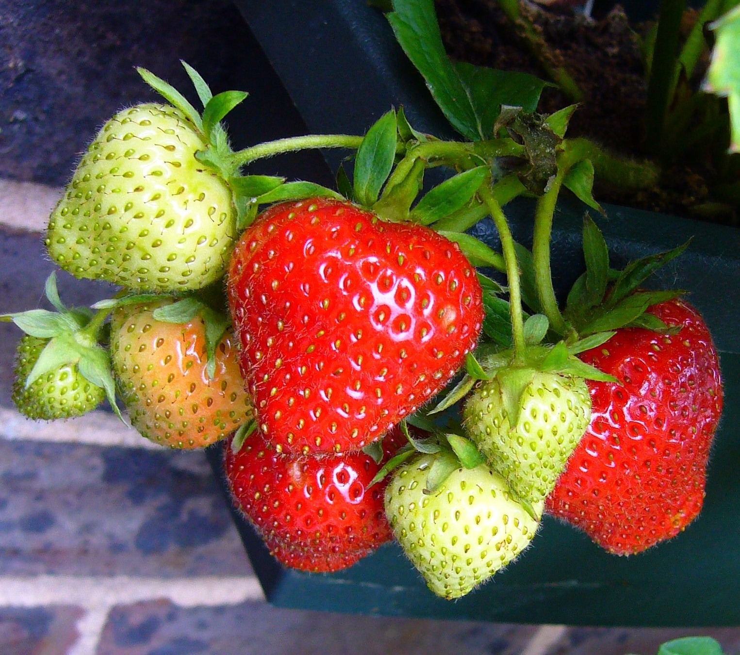 green and red strawberry