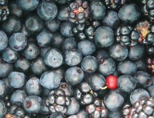 blueberries thumbnail