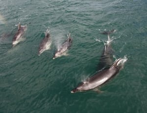 school of dolphins thumbnail
