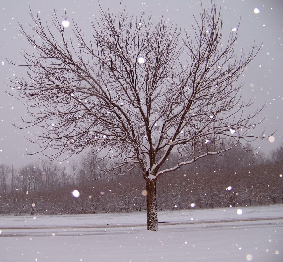 snow covered bare tree preview