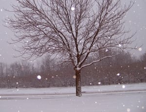snow covered bare tree thumbnail