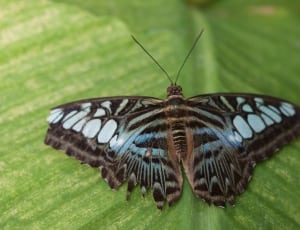 blue clipper butterfly thumbnail