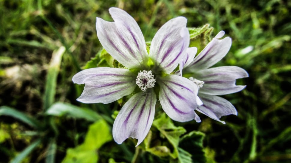 white purple anemone flower preview
