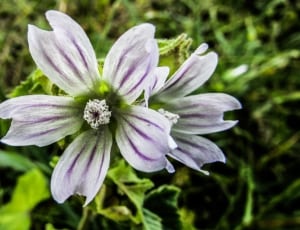 white purple anemone flower thumbnail