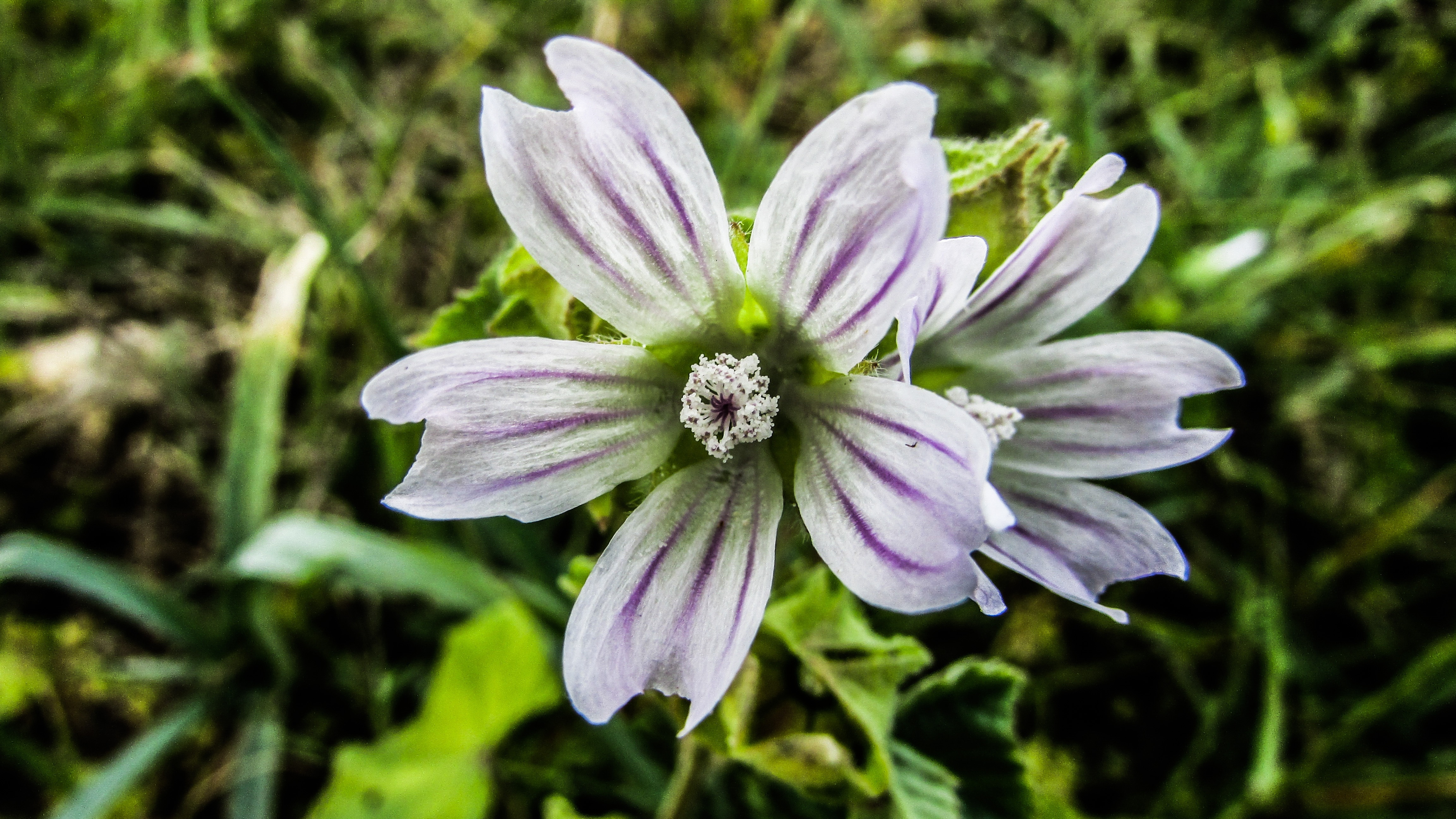 white purple anemone flower