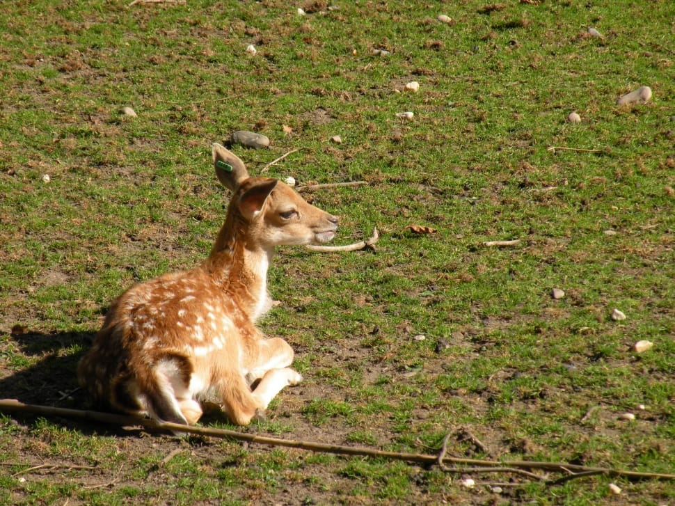 brown deer sitting on green grass field during daytime preview