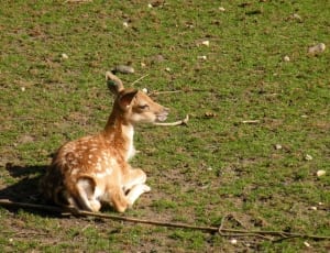 brown deer sitting on green grass field during daytime thumbnail