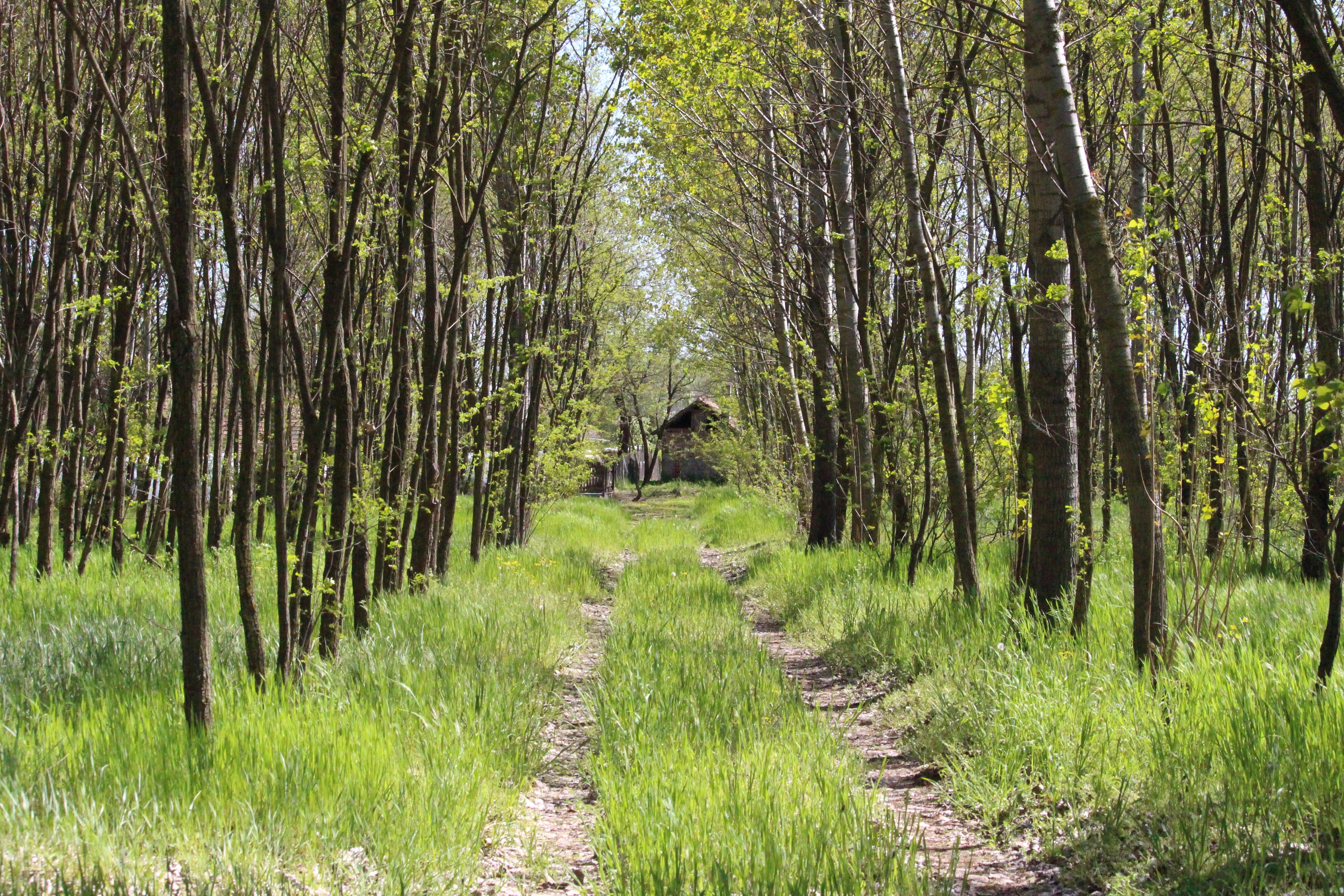 green tall trees