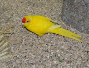 yellow and red parakeet bird thumbnail