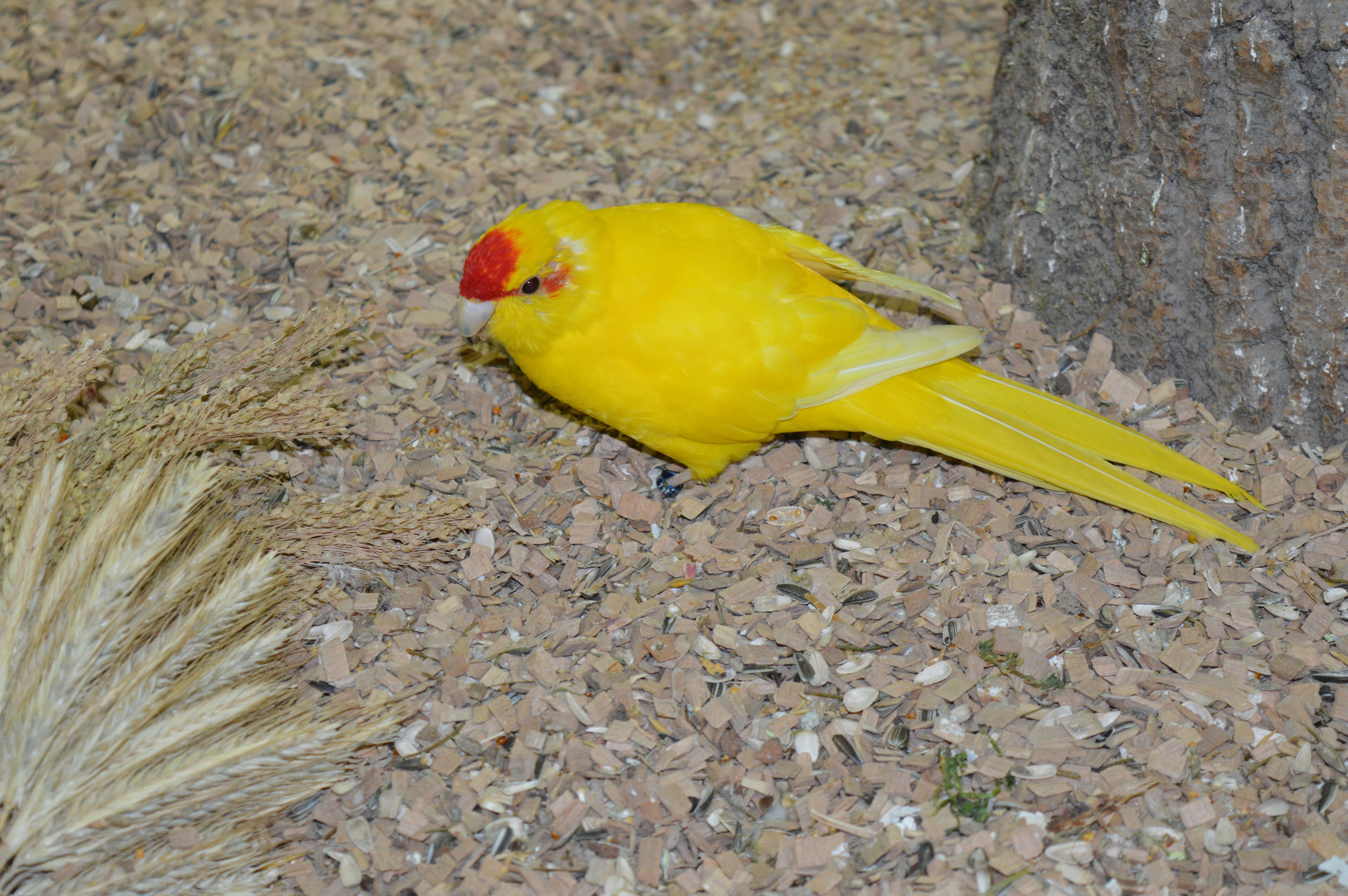 yellow and red parakeet bird