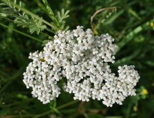 bouquet of white petal flower thumbnail