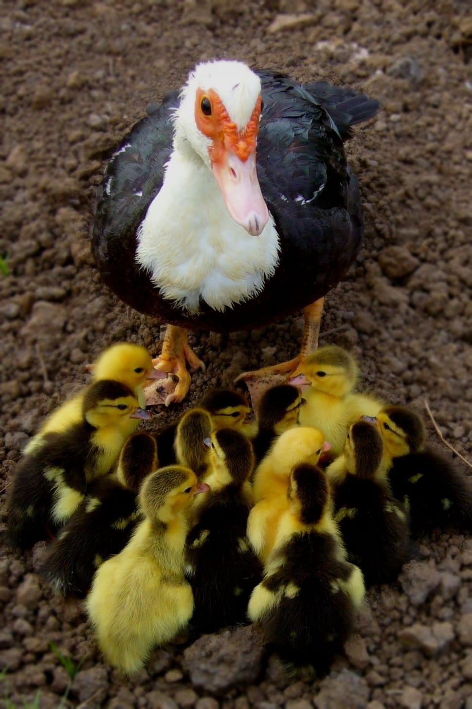 black and white duck with ducklings preview