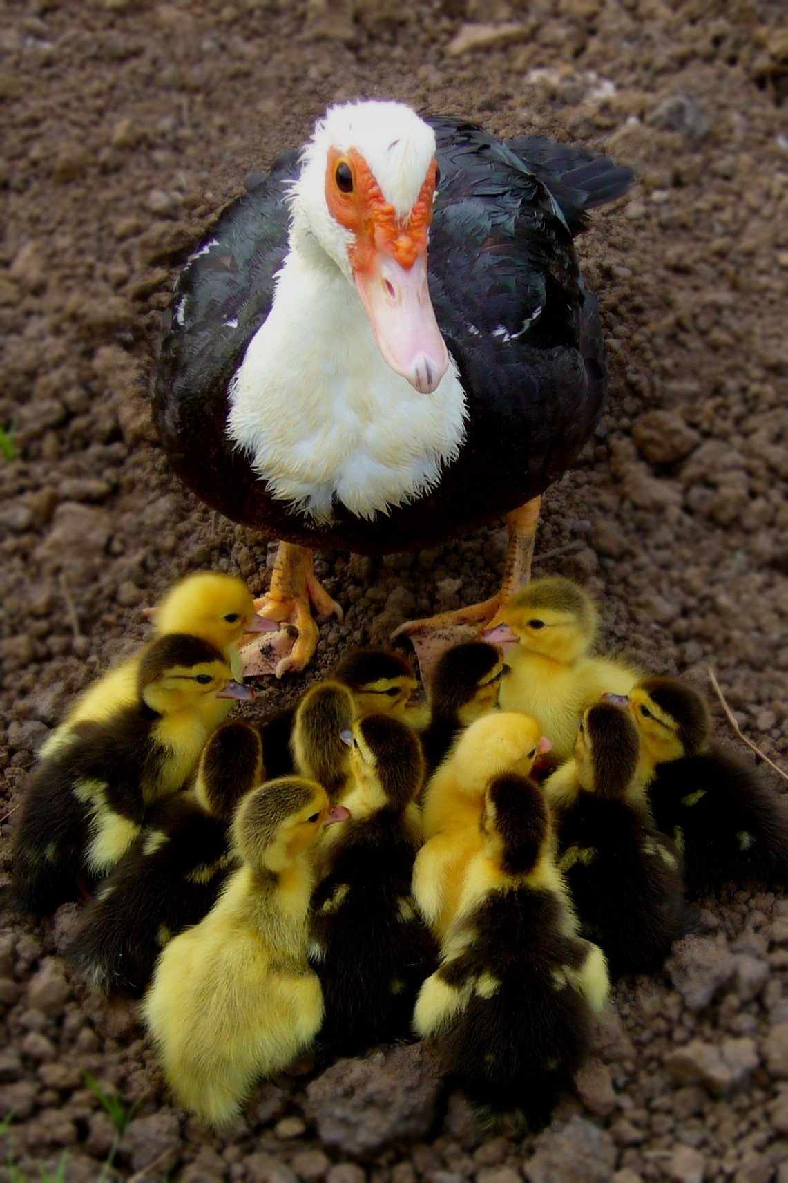 black and white duck with ducklings