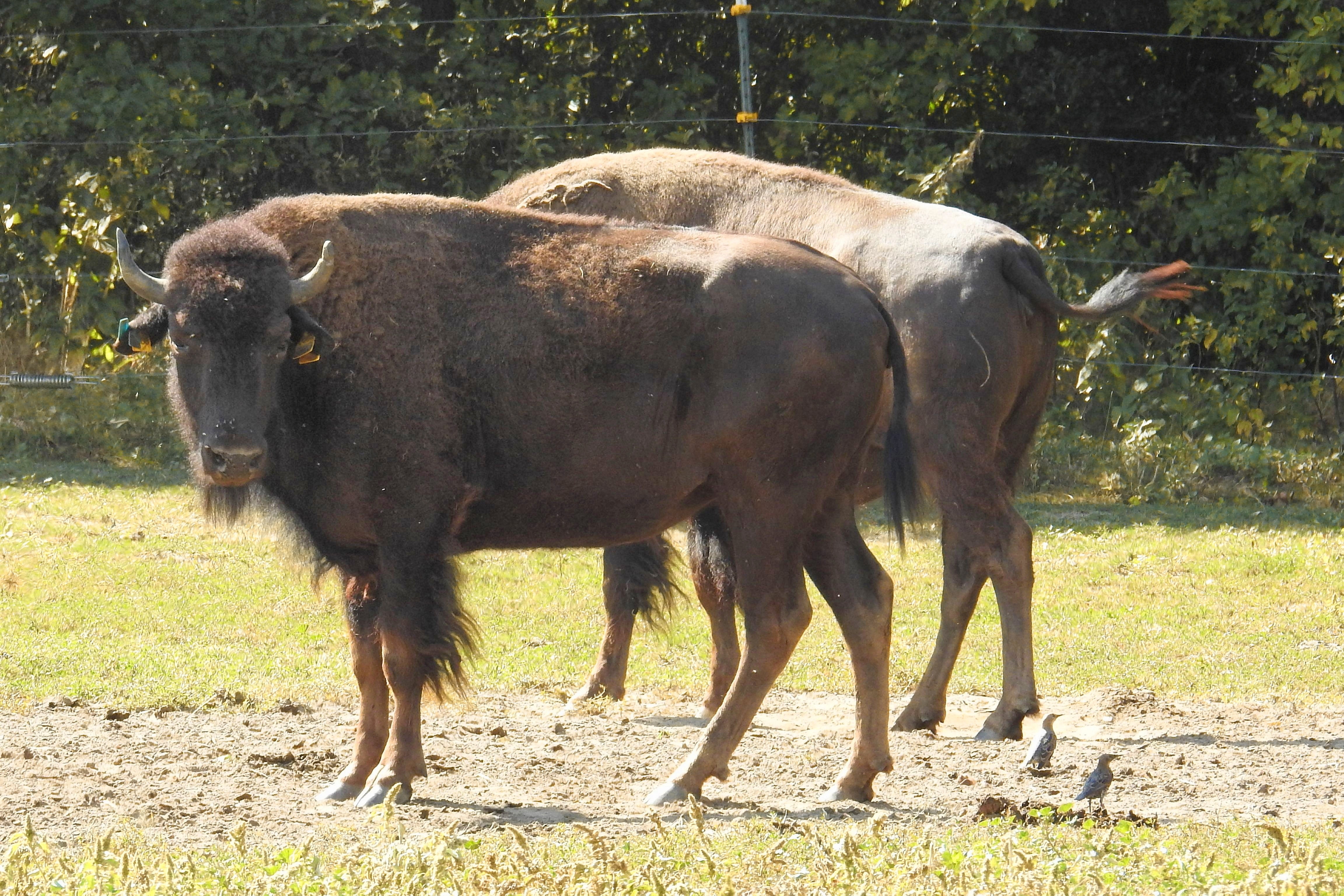 brown bison