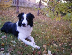black and white short coat dog sitting on grass with leaves thumbnail