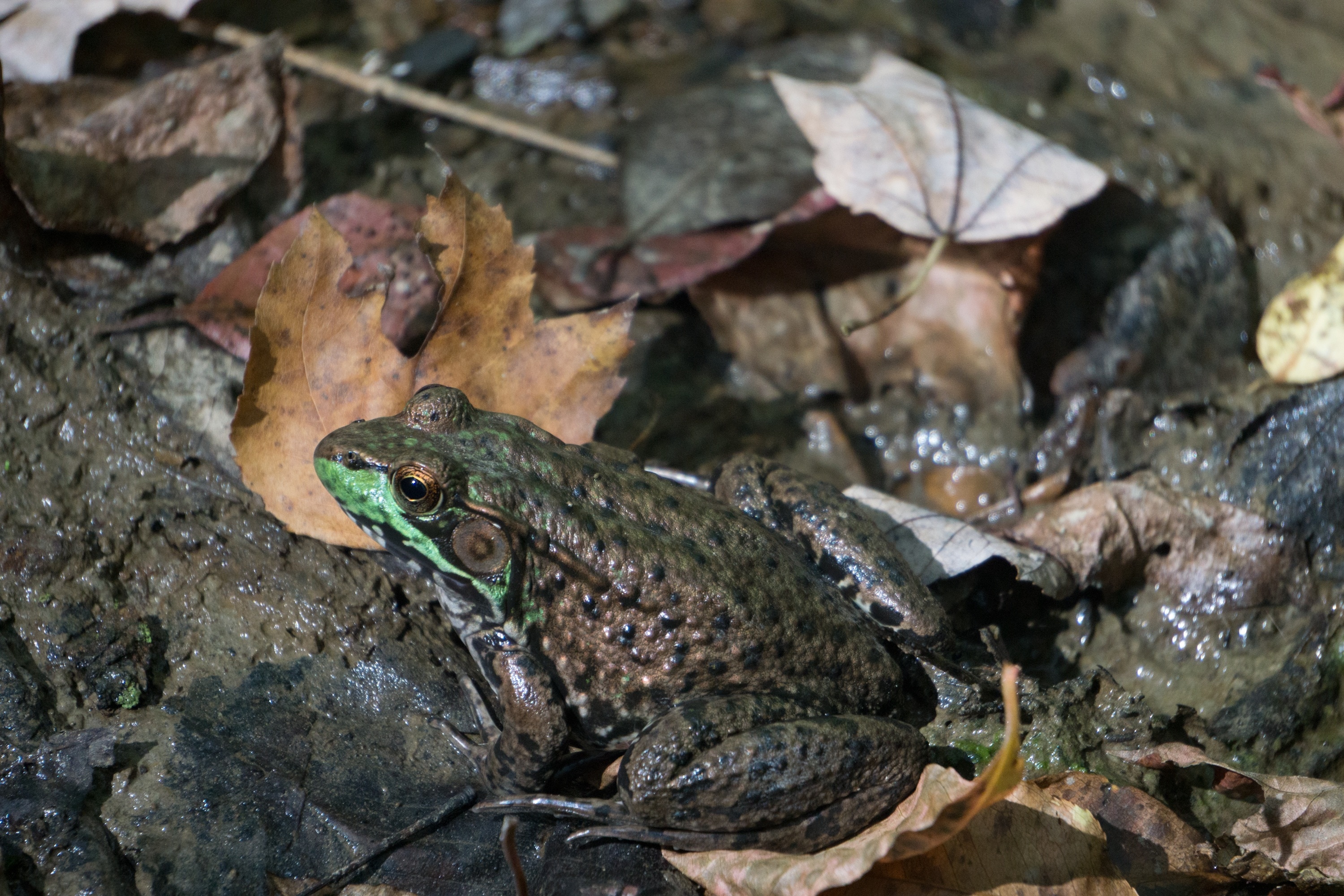 gray and green frog