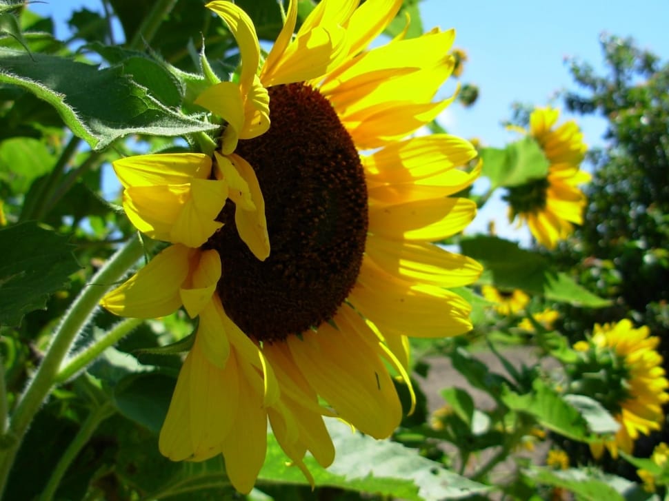 sunflower fields during daytime preview