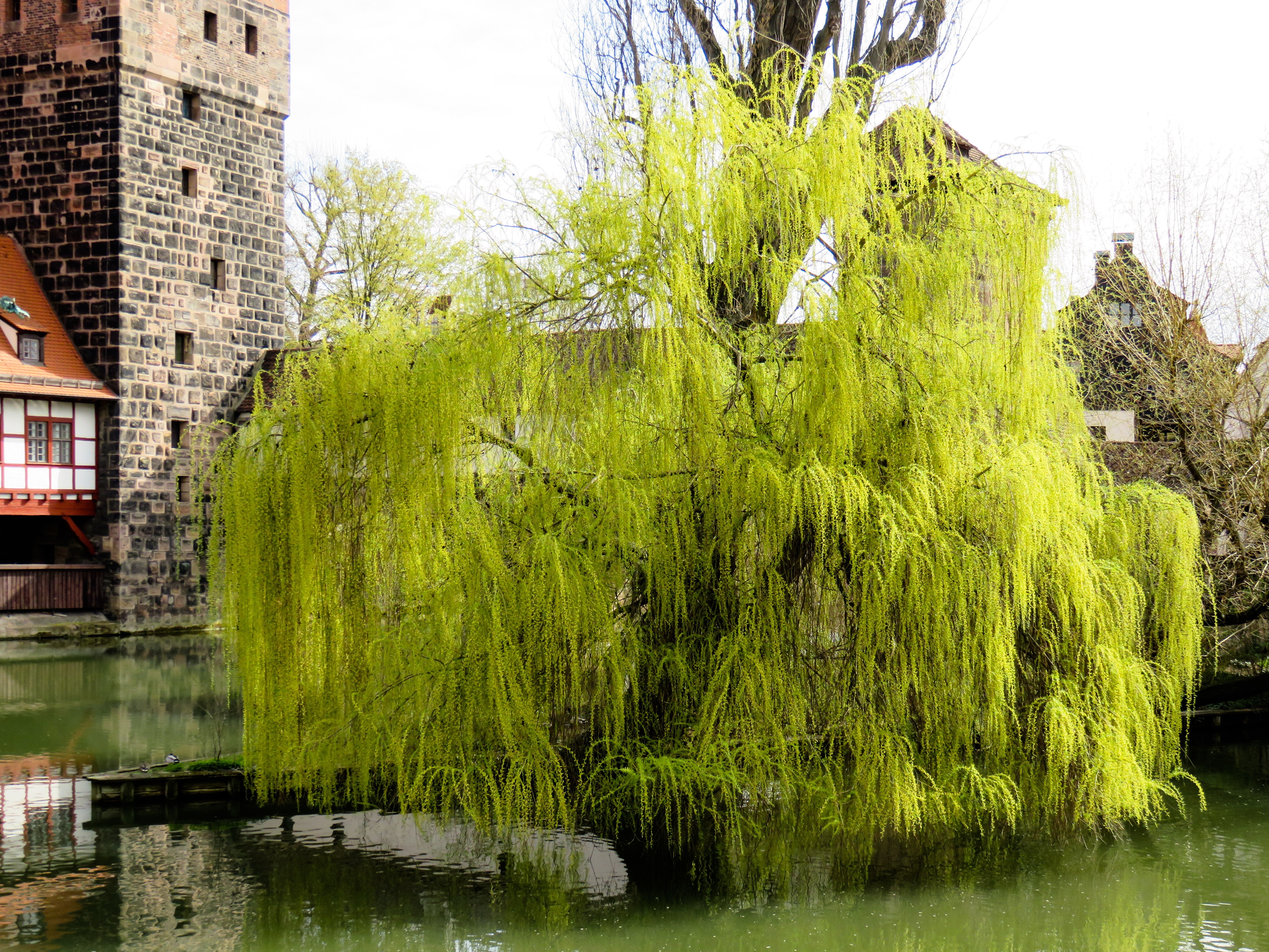 green willow tree