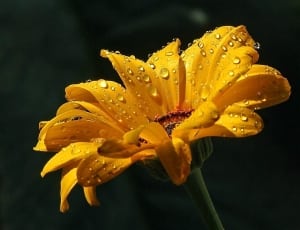 Raindrops, Daisy, Drops, Dew, Water, flower, petal thumbnail