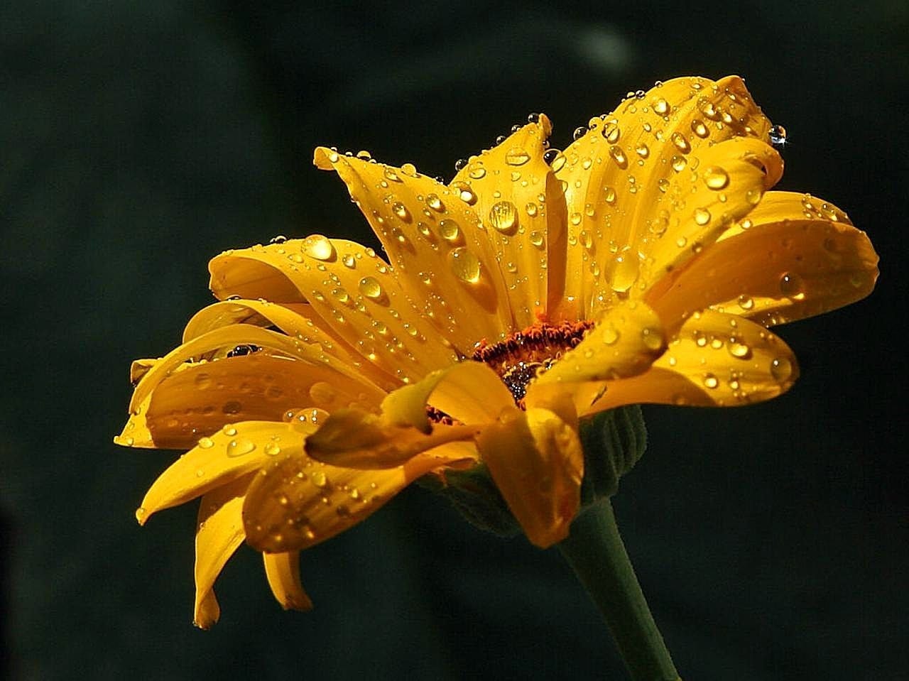 Raindrops, Daisy, Drops, Dew, Water, flower, petal