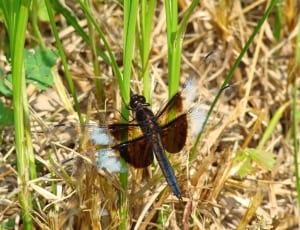 black and clear dragonfly thumbnail