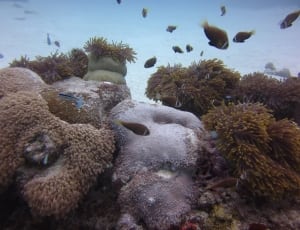 coral reefs thumbnail