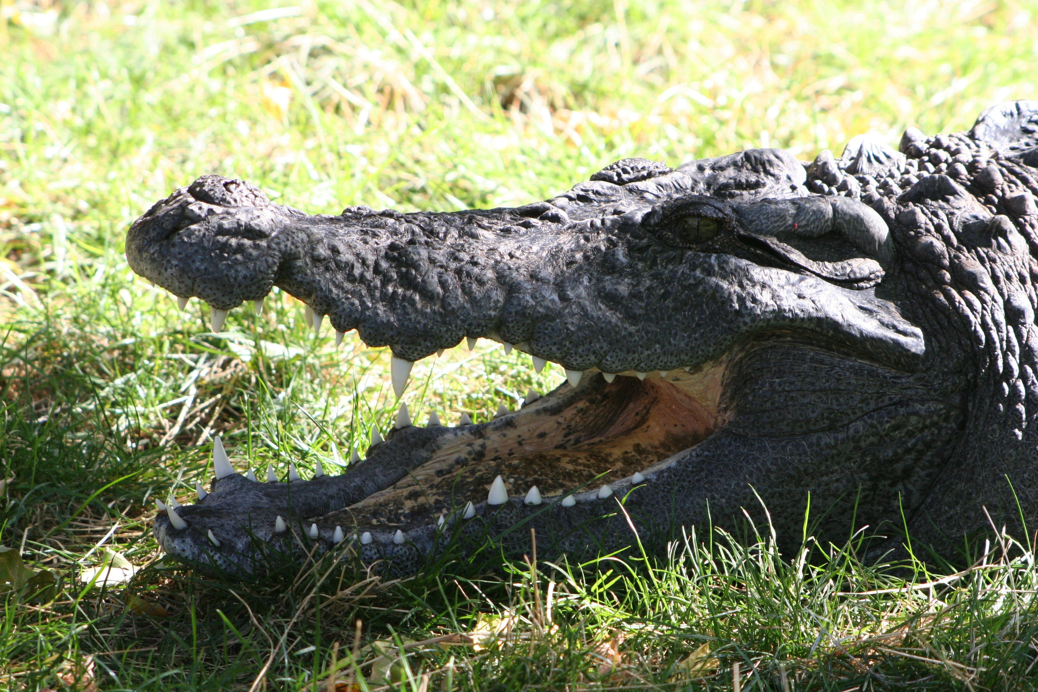 Нильский крокодил и Аллигатор