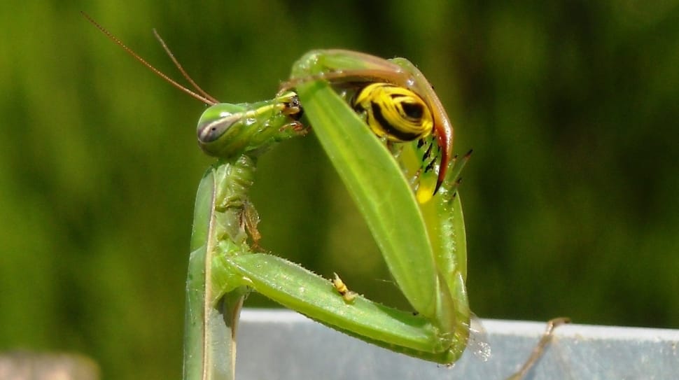 green mantis preview